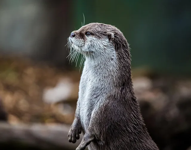 Myštěves - Zoo Dvůr Králové